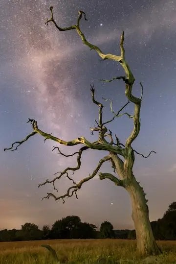 Stodmarsh Milky Way Tree in Colour