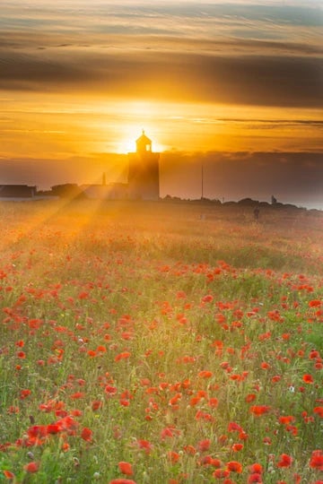 South Foreland Poppies Portrait