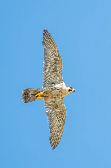 Peregrine falcon portrait 3:2