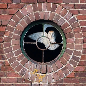 Barn Owl In Bulls Eye Window 1:1