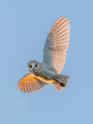 Barn Owl in flight 1
