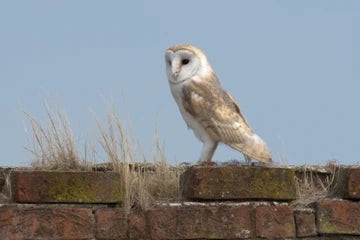 Barn Owl Youngster On Wall