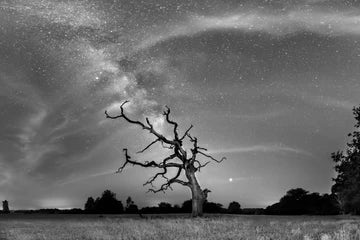 Stodmarsh Milky Way Tree in Black and White