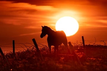 Horse at sunset 