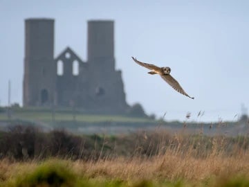 Short Eared Owl And Reculver Towers 
