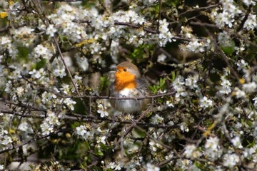 Robin among the spring blackthorn blossom.