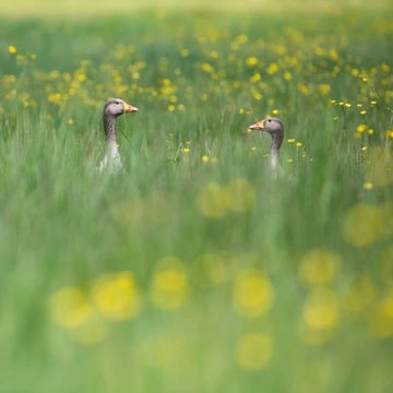 Geese in the Buttercups