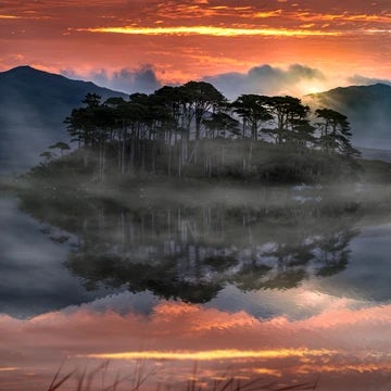 Ireland Pine Tree Island Morning Reflection