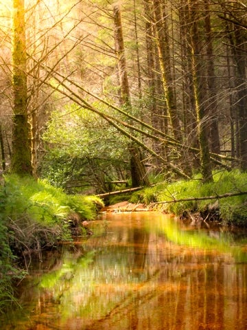 Ireland Glanteenassig woodland stream