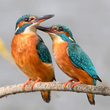 Kingfishers on the Stour